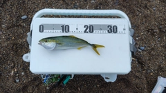 ワカシの釣果