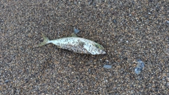 ワカシの釣果