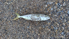 ワカシの釣果