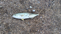 ワカシの釣果