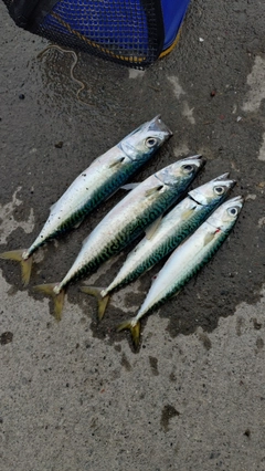 マサバの釣果