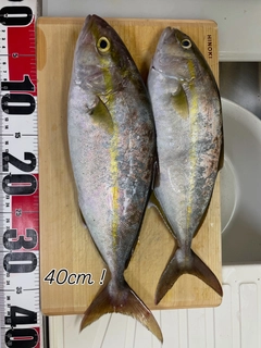 ネリゴの釣果