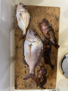 マダイの釣果