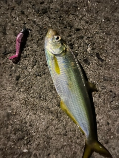 ヒラの釣果
