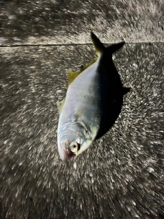 ヒラアジの釣果