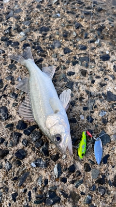 シーバスの釣果