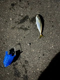 アカエイの釣果