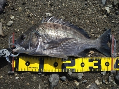 チヌの釣果