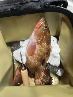 キジハタの釣果
