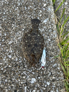 ヒラメの釣果
