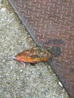 キジハタの釣果