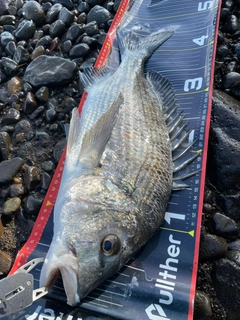 チヌの釣果
