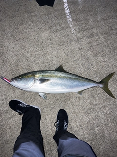 ブリの釣果