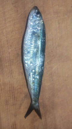 イワシの釣果
