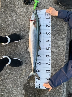サワラの釣果