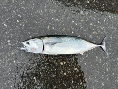 ソウダガツオの釣果