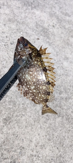 アイゴの釣果
