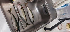 サバの釣果