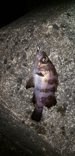 クロメバルの釣果