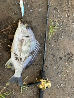 キビレの釣果