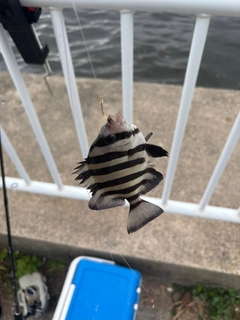 サンバソウの釣果