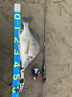 キビレの釣果