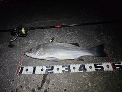 フッコ（ヒラスズキ）の釣果