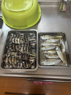 アジの釣果
