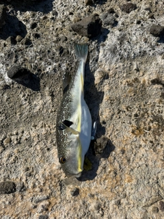 ショウサイフグの釣果