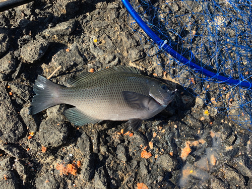 メジナの釣果