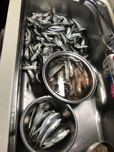 イワシの釣果