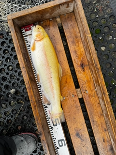 ニジマスの釣果