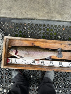 ニジマスの釣果
