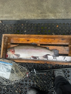 ニジマスの釣果