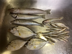 シロギスの釣果