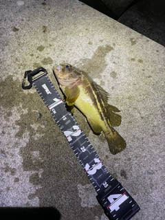 シマソイの釣果
