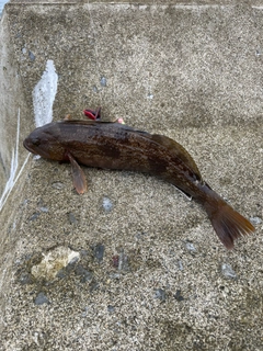 アイナメの釣果