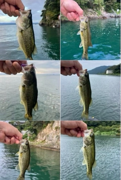 ラージマウスバスの釣果