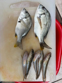 ハゼの釣果