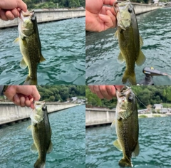 ラージマウスバスの釣果