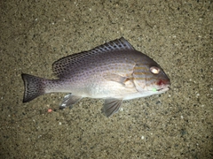 コロダイの釣果