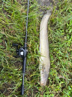 マナマズの釣果