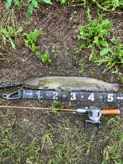 マナマズの釣果