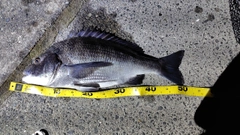 クロダイの釣果