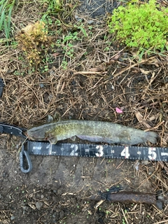 マナマズの釣果