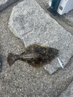 ヒラメの釣果