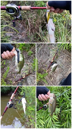 ブラックバスの釣果
