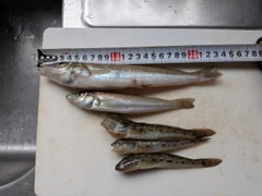 キスの釣果