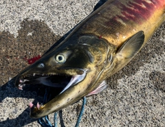 アキアジの釣果
