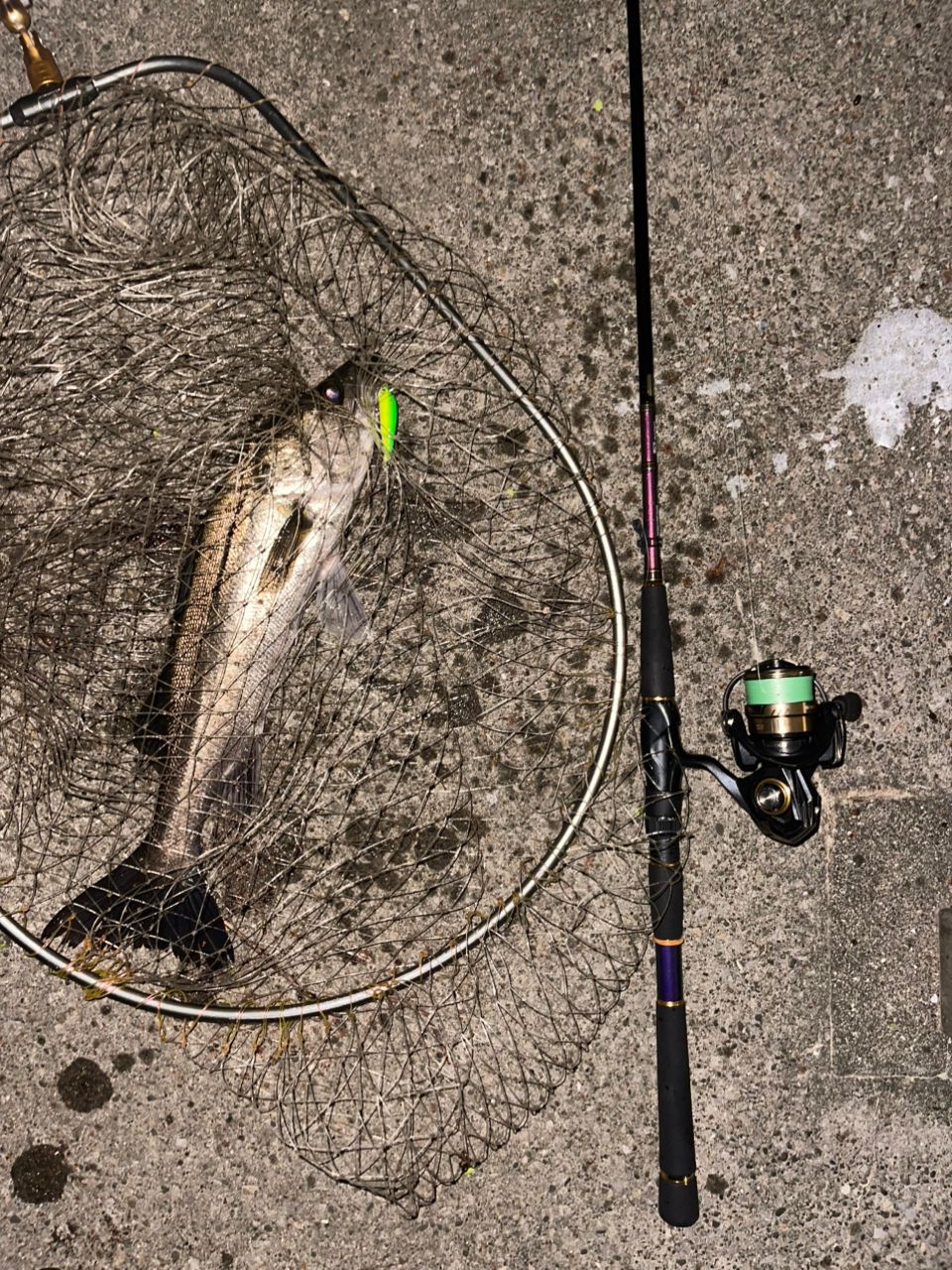 DAIWA 21カルディア LT2500S-XHの最安値・インプレ・釣果 | 本音の